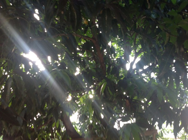 Mango Tree View